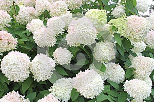 Cream white flowers Hydrangea Limelight, Netherlands