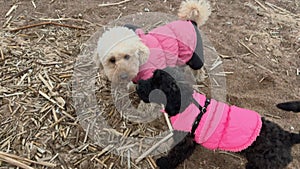 Cream white maltipoo dog and black toy poodle puppy walking on wild sand beach on cold day. Pink clothing for dogs