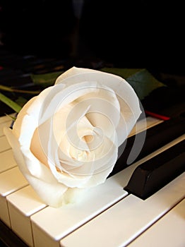Cream white rose on piano keys