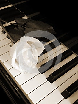 Krém biely ruže na klávesy klavíru sépia 