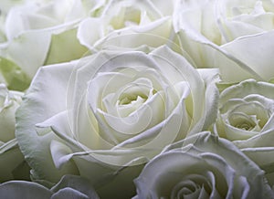 Cream white roses