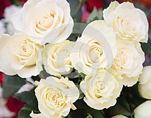 Cream white roses background, closeup. Flowers
