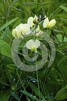 Cream Wild Indigo  807512