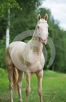 Creamello purebred akhalteke stallion at green forest backgroun