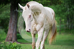 Creamello purebred akhalteke stallion in motion