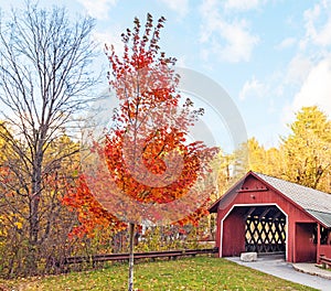 Creamery Covered Bridge and maple tree in Fall