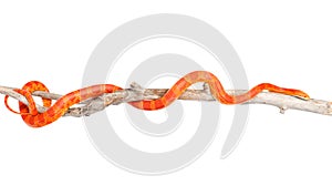 Creamsicle Corn Snake (Elaphe guttata guttata) on a dry branch