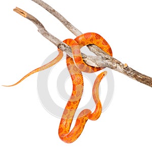 Creamsicle Corn Snake (Elaphe guttata guttata) on a dry branch. isolated