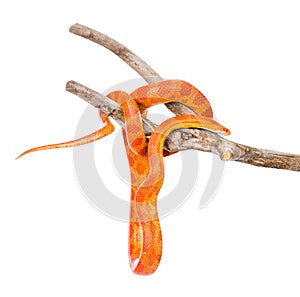 Creamsicle Corn Snake (Elaphe guttata guttata) on a dry branch. isolated