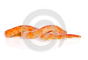 Creamsicle Corn Snake (Elaphe guttata guttata). isolated
