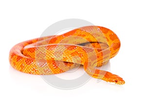 Creamsicle Corn Snake (Elaphe guttata guttata). isolated