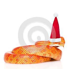Creamsicle Corn Snake in red christmas hat. isolated on white