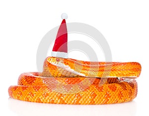 Creamsicle Corn Snake in red christmas hat. isolated on white