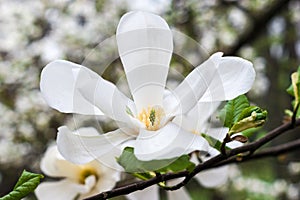 Creamy blossom of white magnolia tree.