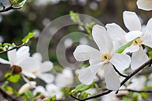 Creamy blossom of white magnolia tree.