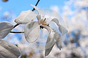 Creamy blossom of white magnolia tree.