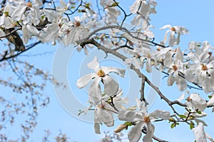 Creamy blossom of white magnolia tree.