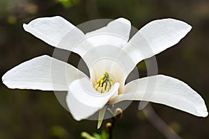 Creamy blossom of white magnolia tree.