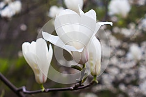 Creamy blossom of white magnolia tree.