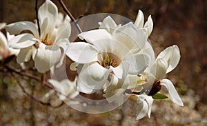 Creamy blossom of white magnolia tree.