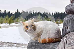 Creamy blue-eyed cat sitting outdoor on the corner of a log house on the background of a winter landscape