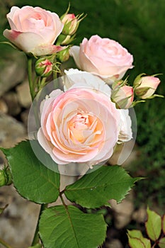 Creamy color flower Gruss an Aachen rose also called Willow Glen.