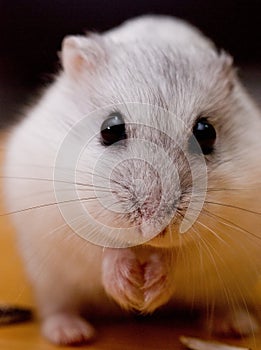 Creamy the hammy