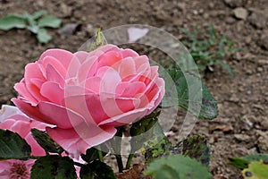 Creamy pink coloured rose, hybrid called Tip Top established by Tantau company