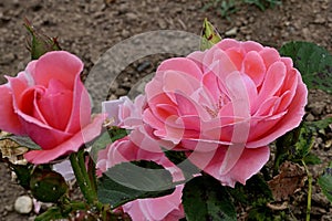 Creamy pink coloured roses, hybrid called Tip Top established by Tantau company photo