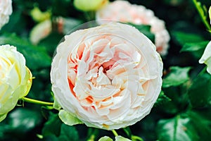 Creamy pink Hybrid Centifolia rose close-up