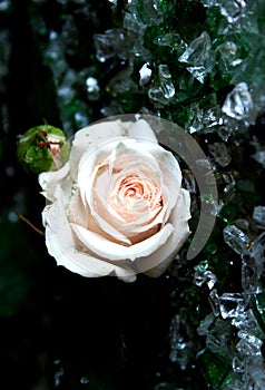 Creamy Rose