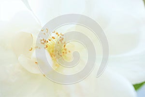 Creamy rose with yellow stamen and petals, macro view