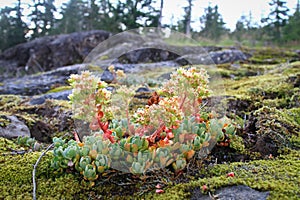 Creamy Stonecrop in Oregon