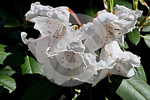 Creamy white bell shaped flowers of false-gold-flower rhododendron