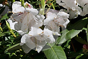 Creamy white bell shaped flowers of false-gold-flower rhododendron