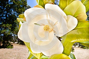 Creamy and white color flower called magnolia with stigma