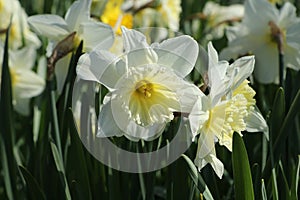 Creamy white daffodils