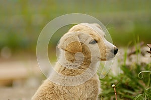 Creamy white dreaming dog puppy sitting on a grass