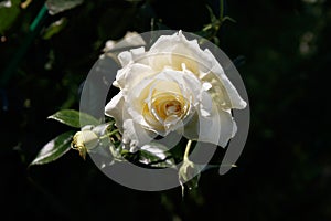 A creamy white flower of English Rose `Claire Austin` aka AUSprior in the garden