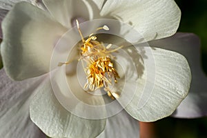 A creamy white flower wildflower blossom.