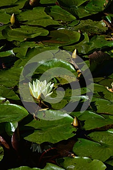 Creamy white flowering aquatic flower of water lily plant