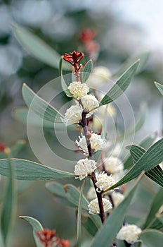 Creamy white flowers of the Australian native Finger Hakea, Hakea dactyloides, family Proteaceae photo