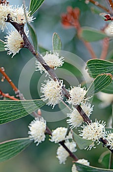 Creamy white flowers of the Australian native Finger Hakea, Hakea dactyloides, family Proteaceae