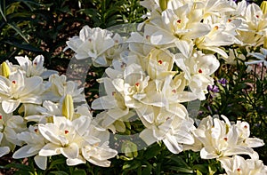 Creamy-white lilies of the `Annemarie`s Dream` variety Double Asiatic Lily blooming in a garden