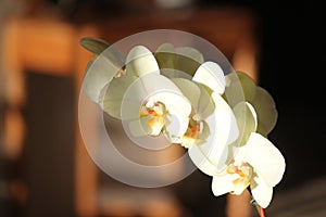 Creamy white orchids in sunset light