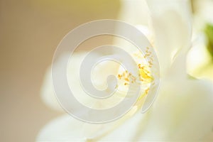 Creamy white rose closeup view with stamen and petals, macro photo