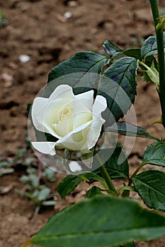 Creamy white rose flower cultivar La Paloma, with yellowish petal center, established by german rose breeding company Tantau