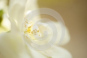 Creamy white rose with stamen and petals, macro photo