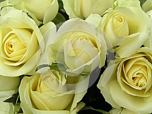 Creamy white roses