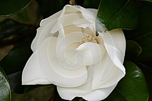 Creamy white Southern magnolia bloom centered on dark leaves